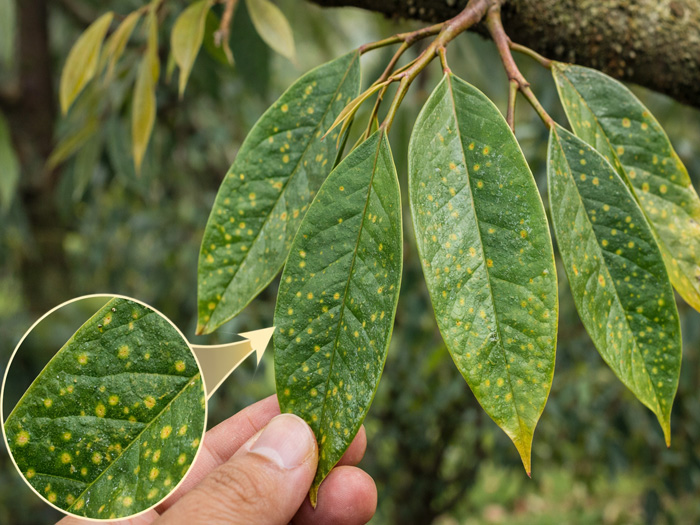 Bệnh đốm lá sầu riêng là gì và dấu hiệu nhận biết sớm