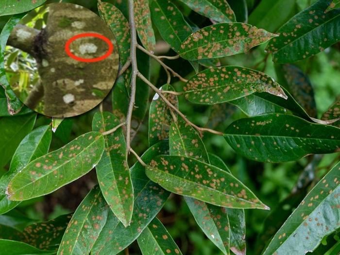 Bệnh đốm rong sầu riêng có nguy hiểm không và cách xử lý