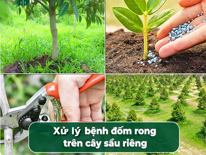 Bệnh đốm rong sầu riêng có nguy hiểm không và cách xử lý