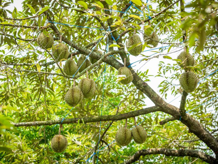 Trồng cây sầu riêng mấy năm có trái và năng suất 1 cây bao nhiêu?