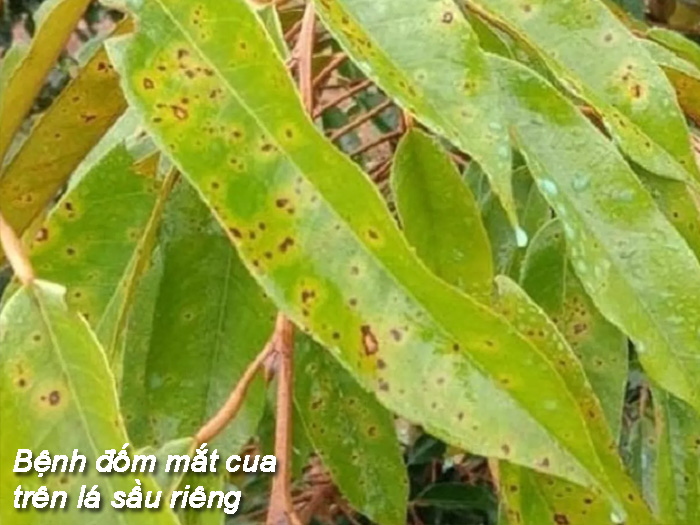 Bệnh đốm mắt cua sầu riêng có lan nhanh qua lá không?