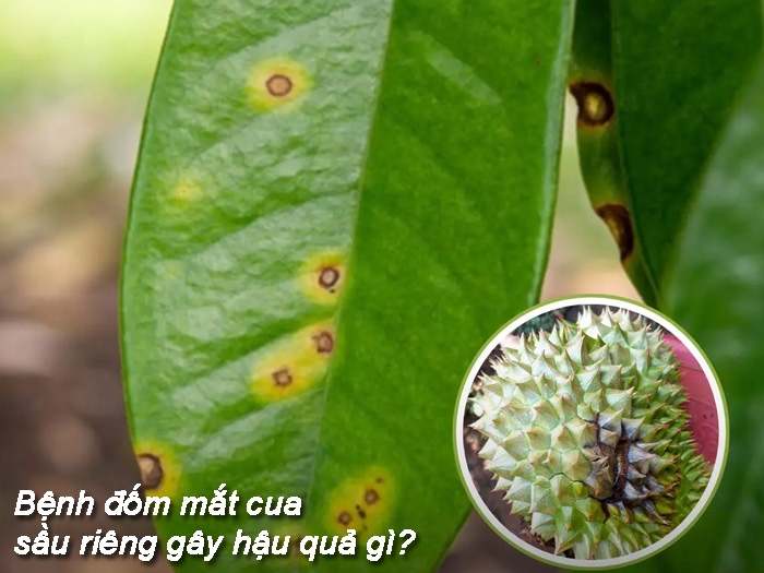 Bệnh đốm mắt cua sầu riêng có lan nhanh qua lá không?