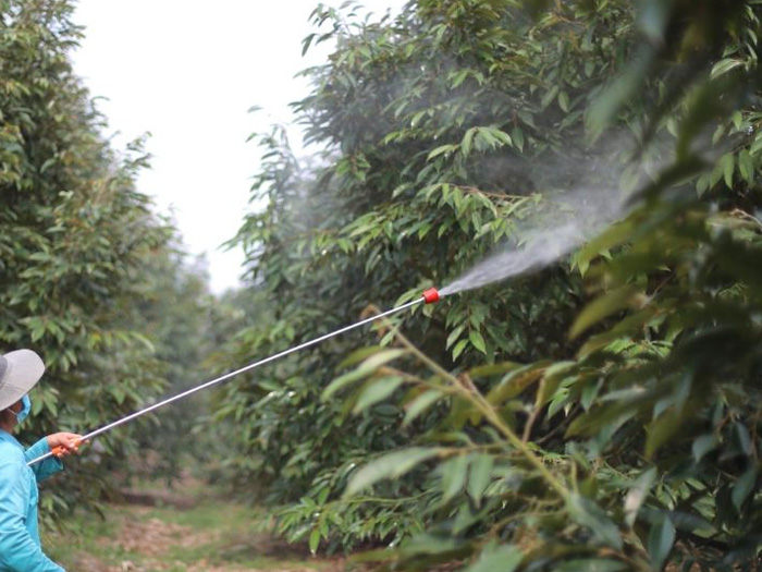 Vì sao lá sầu riêng bị đốm đen và có nên phun thuốc không?