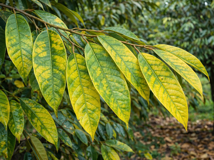 Phân biệt lá sầu riêng bị đốm vàng do nấm bệnh hay thiếu chất