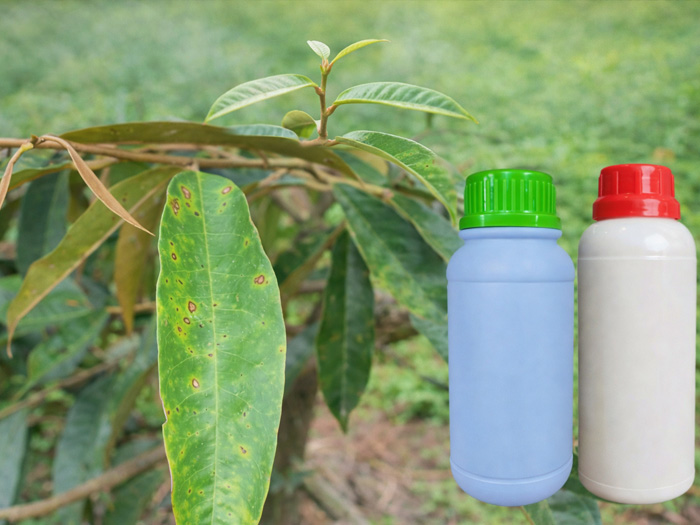 Cây sầu riêng con bị đốm lá cần xử lý ngay bằng cách nào?