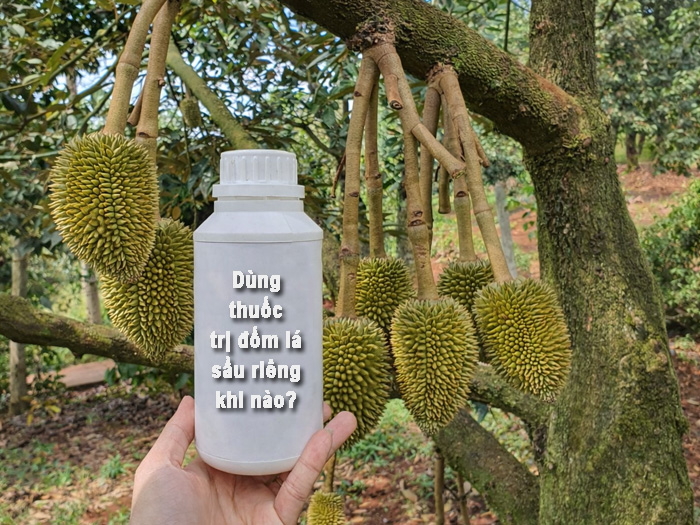 Thuốc trị đốm lá sầu riêng nên dùng khi nào là hiệu quả nhất?