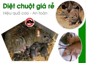 Bạn biết gì về loài chuột? - Khoa học Kỹ thuật