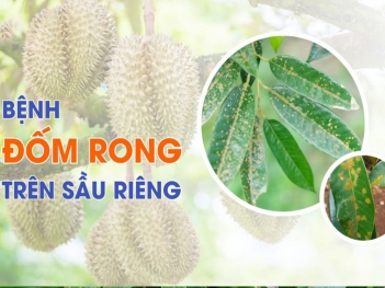 Bệnh đốm rong sầu riêng có nguy hiểm không và cách xử lý - Khoa học Kỹ thuật