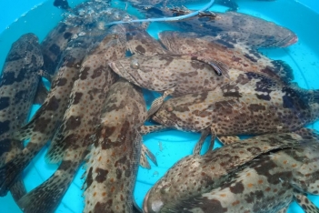 Cá bống mú là cá nước ngọt hay nước mặn theo phân loại sinh học? - Khoa học Kỹ thuật