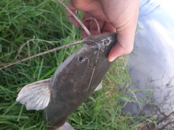 Nguyên nhân cá trê bị lở loét trong ao nuôi và cách xử lý hiệu quả - Khoa học Kỹ thuật