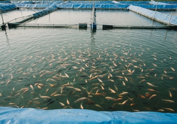 Chi phí nuôi cá lóc lót bạt và lợi nhuận dự kiến - Khoa học Kỹ thuật