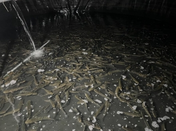 Nên chọn mô hình nuôi cá chuối hoa trong ao đất hay bể xi măng? - Khoa học Kỹ thuật