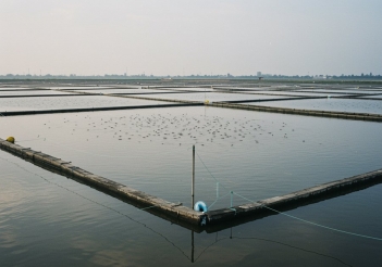 Nuôi cá kèo trong vuông tôm cần lưu ý những gì? - Khoa học Kỹ thuật