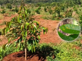 Cây sầu riêng con bị đốm lá cần xử lý ngay bằng cách nào? - Khoa học Kỹ thuật