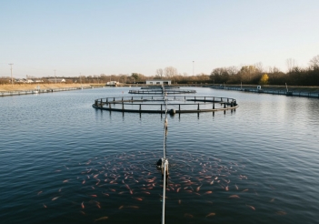 Cách xử lý nước hồ cá khi nuôi thương phẩm ngoài trời - Khoa học Kỹ thuật