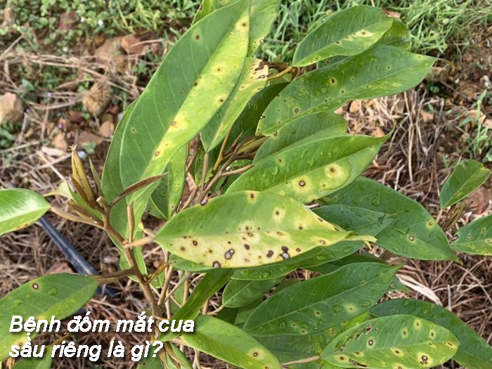 đốm mắt cua sầu riêng