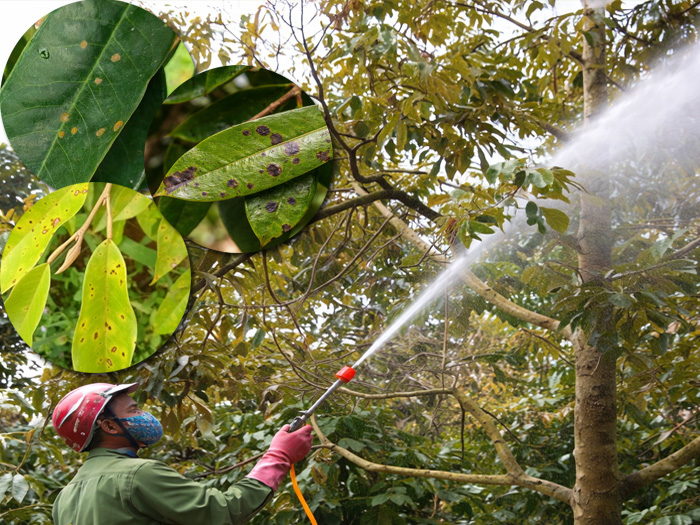 Thuốc trị đốm lá sầu riêng nên dùng khi nào là hiệu quả nhất? - Khoa học Kỹ thuật