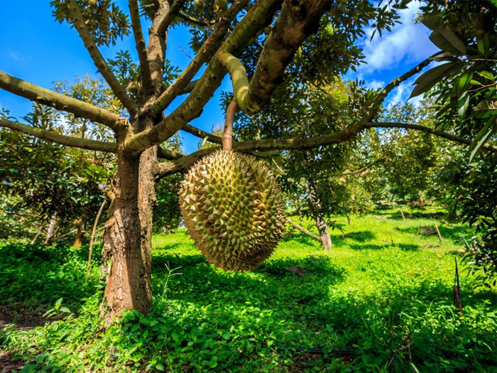 cây sầu riêng